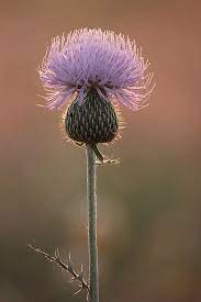 Wildflower By Meredith Jones 365 Project Thistle Flower Wild Flowers Scottish Thistle