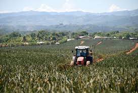 Maybe you would like to learn more about one of these? Ucr Investiga Y Aporta Soluciones A Polemico Cultivo En Costa Rica