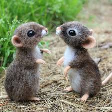 Is It Just Me Or Is There Two Of Me Cute Animals Images Baby Animals Pictures Cute Baby Animals