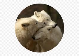 Download 145 wolf png images with transparent background. Download White Wolves Png Image With No Being A Family Means You Are A Part Of Something Very Wonderful Wolf Wolves Png Free Transparent Png Images Pngaaa Com