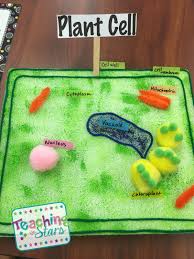 She decided to work with bees and the colors that attract them, all daddy asked this time was, will there be honey in this project? (silly puppy) Jello Plant Cell Model Project Shefalitayal