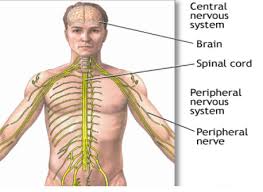 ← integumentary system — human physiology — senses →. 2 03 The Nervous System