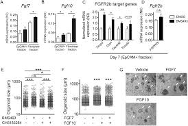 873 x 900 jpeg 91 кб. Retinoic Acid Signaling Balances Adult Distal Lung Epithelial Progenitor Cell Growth And Differentiation Ebiomedicine