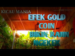 Jika anda sedang memelihara burung lovebird dan burung kesayangan anda sedang mau bertelur mungkin pemberian makanan yang cocok untuk burung love bird yang sedang bertelur di bawah ini mampu. Wowww Gold Coin Buat Lovebird Rajin Ngekek Youtube