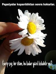 Papatya Ve Olum Resimli Sozler Ask Ve Sevgi Papatyalar Guzel Soz Olum