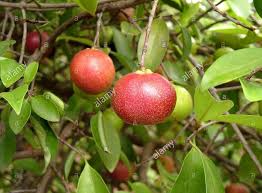 LushGreen Gardens Live Plant Raja Puli Garcinia Indica or Kokum Fruit Live  Plant For Outdoor Garden (1 Healthy Live Plant) : Amazon.in: Garden &  Outdoors