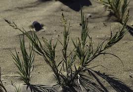 Image result for Sporobolus spicatus