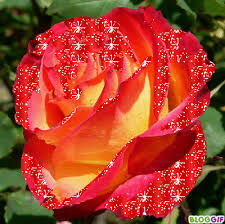 Résultat de recherche d'images pour "images scintillantes merci"