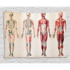 human anatomy tapestry vintage chart of body front back skeleton and muscle system bone mass graphic wall hanging for bedroom living room dorm