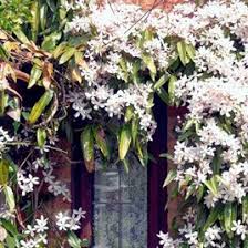 If the base is in direct. Clematis Armandii Plant Snowdrift 2 Litre Pot X 1 Dobies