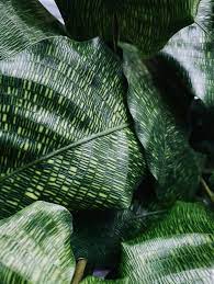 My Calathea Musaica Which Is Still Thriving And Growing New Shoots Six Months Later I Am So Happy About This Calathea Variegated Plants Landscaping Plants