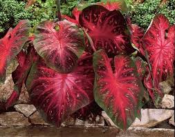 Image result for Caladium
