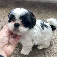 Shih Tzu Puppy For Sale In Milan Mi Adn 60498 On Puppyfinder Com Gender Female Age 7 Weeks Old Shih Tzu Puppy Puppies For Sale Shih Tzu
