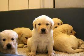 Pin By Belen Qui On Labrador Retrievers Lab Puppies Retriever Puppy Cute Lab Puppies