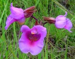 Image result for Disa welwitschii