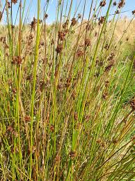 Image result for Juncus effusus