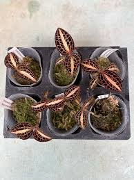 Image result for Orthochilus euanthus