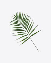 Arecaceae silhouette tree, palm tree silhouette, leaf, monochrome, black png. Download Cabbage Palm Tree Leaf Transparent Png On Yellow Images