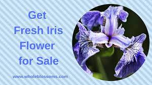 Get Fresh Iris Flower For Sale Iris Flowers Flowers For Sale Purple Iris