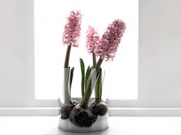 Orenco originals creates exceptional charts/patterns. Pink Purple Hyacinth Bulbs In Glass Cylinder 3d Model