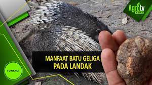14 x 12 x 7 mm. Manfaat Batu Geliga Pada Landak Youtube