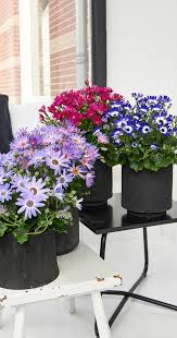 Image result for Cineraria
