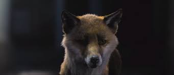 Artstation One Of Us Ziva Fox Gael Kerchenbaum Fox Animals Creatures