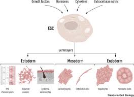 Check spelling or type a new query. Laminins In Cellular Differentiation Trends In Cell Biology