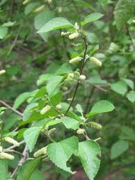 Image result for Acalypha fruticosa