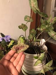 Health significance of calcium and magnesium; Help My Caladium Keeps Wilting And Dying And I Don T Know How To Help It I Ve Tried Moving It To More Sun Monitored It S Water Intake And Adjusted But It S Still Struggling