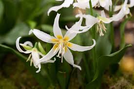 Image result for Liliaceae