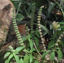 Image result for Ocimum americanum