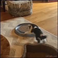 06 25 19 Cat Gif Kitten Gif We regularly add new gif animations about and.