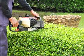 Was dieses gesetz genau für gartenbesitzer bedeutet, lesen sie in unserem beitrag. Straucher Und Hecken Schneiden Hausinfo
