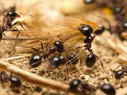 نتیجه جستجوی لغت [ants] در گوگل