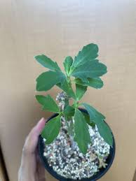 Image result for Monadenium torrei