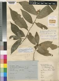 Image result for Rinorea angustifolia
