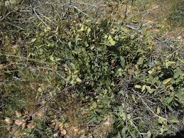 Image result for Otoptera