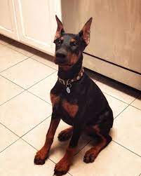 Best Dog Foods For Your Growing Puppy Dogdogs Puppies Puppy Classes Puppy Owner