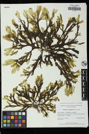 Image result for Dicoma arenaria