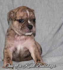 Check spelling or type a new query. Home One Of A Kind Bulldogs
