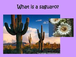 The skin is smooth and waxy, and the trunk and stems have stout, two inch. What Is A Saguaro The Saguaro Cactus Carnegiea Gigantea Is One Of The Defining Plants Of The Sonoran Desert These Plants Are Large Tree Like Columnar Ppt Download