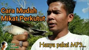 Burung tersebut memiliki sisi mistis cukup kental, banyak dipercayai orang jaman dahulu atau tertua. Cara Membuat Lem Pulut Burung Super Ampuh Dijamin Lengket No Gagal By Asril Simba