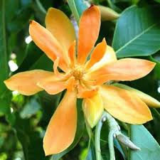 Bar/pizzerias with immersive live entertainment in battersea and covent garden, london. Senarai Pokok Bunga Wangi Wan Nurseri Kg Sg Soi Kuantan Facebook