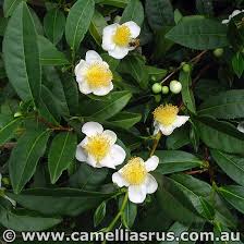 Camellia Sinensis Plant Grow Your Own Tea Leaves Green Tea Plant Tea Plant Tea Garden