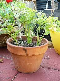 Growing Carrots In Containers Growing Carrots Growing Vegetables Vegetable Garden For Beginners