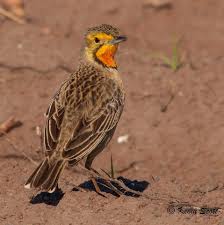 Brown Small Birds Of South Africa Cape Longclaw Beautiful Birds Birds Bird Feathers