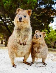 The Quokka Known As The Happiest Animal In The World Is Native To Small Islands Off The Coast Of Western Australia Cute Animals Animals Happy Animals