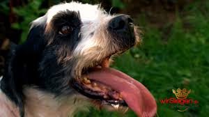 Zur täglichen versorgung der tiere ist das tierheim auf ihre unterstützung angewiesen. Fundhund Peter Hat Sich Ins Leben Zuruck Gekampft Siegen Nrw Youtube