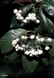 Image result for Psychotria ceratoloba